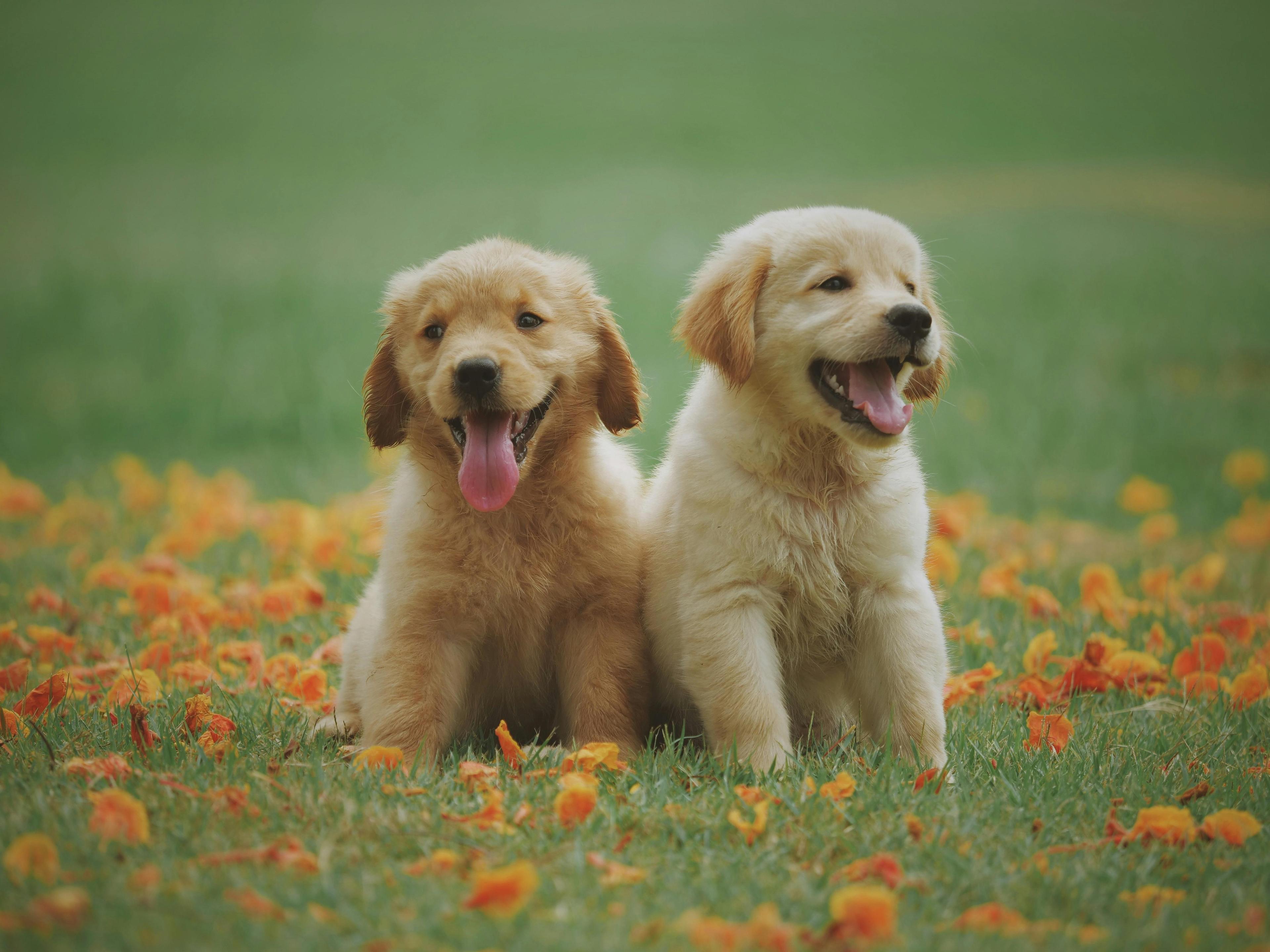 Hundekurs